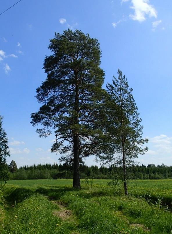 FCG SUUNNITTELU JA TEKNIIKKA OY Kaavaselostus 19 (43) Kuva 28. Päivärinteen maisemamänty. 4 Kulttuuriympäristö 4.