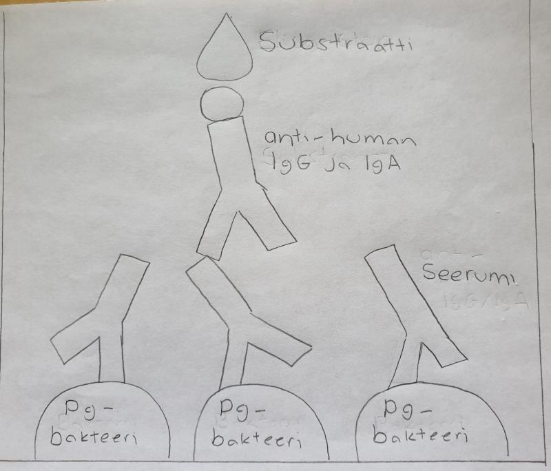 Jos näytteessä ilmenee olevan bakteeria vastaan tuotettuja vasta-aineita. Vastaaineet tunnistavat sekä sitoutuvat kuopan pohjalla sijaitseviin bakteerin pintarakenteisiin.