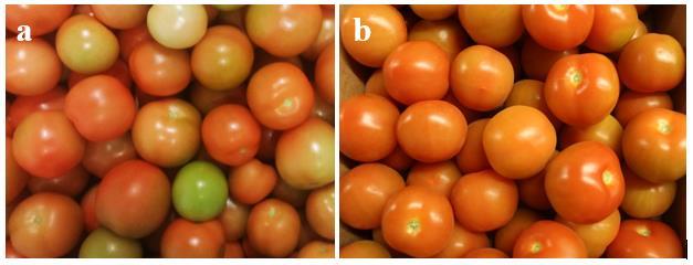 17 4 Materials and methods The experiment was performed in one storage chamber divided in two parts with two cultivars, totaling in two separate sets of data, one for each cultivar.