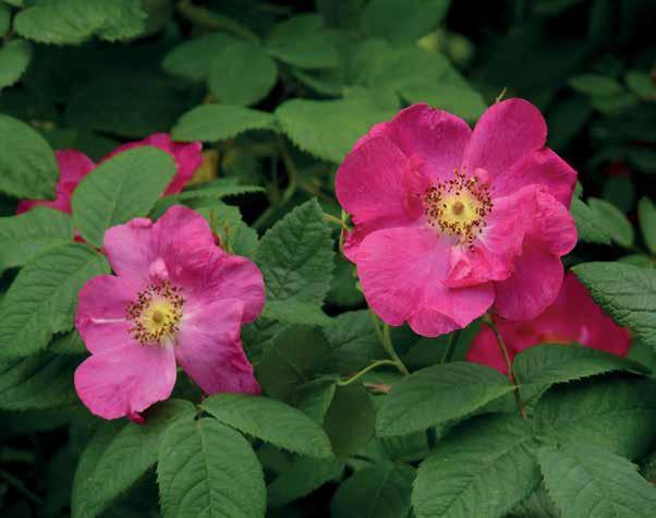 Valamonruusu Rosa Splendens - Valamoros Splendens penkkini. Vuosien myötä penkki siirtyi nykyiselle paikalleen ja sai muotonsa. Mm.