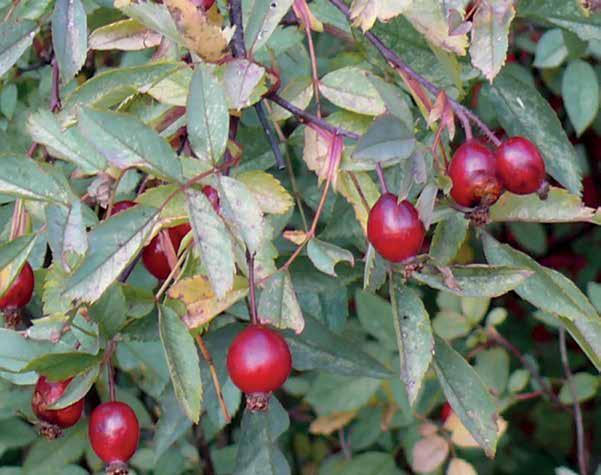 Punalehtiruusun kiulukoita - Daggrosens nypon pivasti juhannuksen molemmin puolin jatkuen heinäkuun puolelle saakka. Juhannusruusun kukinta tuoksuineen on aina yhtä hurmaava ja huumaava.