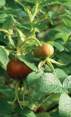 Kurtturuusun kiulukoita - Rosa rugosa, nypon kokukkaista. Taimet istutin syksyllä 1992 eli 20 vuotta sitten.