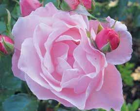 2010 istutin Flammentanz - ruusun mustan kaariportin juurelle. Heti ensimmäisenä vuotena ruusu puhkesi kukkaan suureksi ilokseni. Talvisuojaus oli yksinkertaista, koska ruusu oli vielä niin matala.
