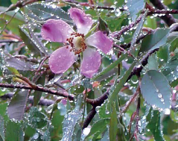 Punalehtiruusu sateen jälkeen - Daggros (Rosa glauca) efter regn Queen Elisabeth on jaksanut vuodesta toiseen kasvaa ja kukkia. Se on joutunut muutamaan otteeseen vaihtamaan kasvupaikkaa.