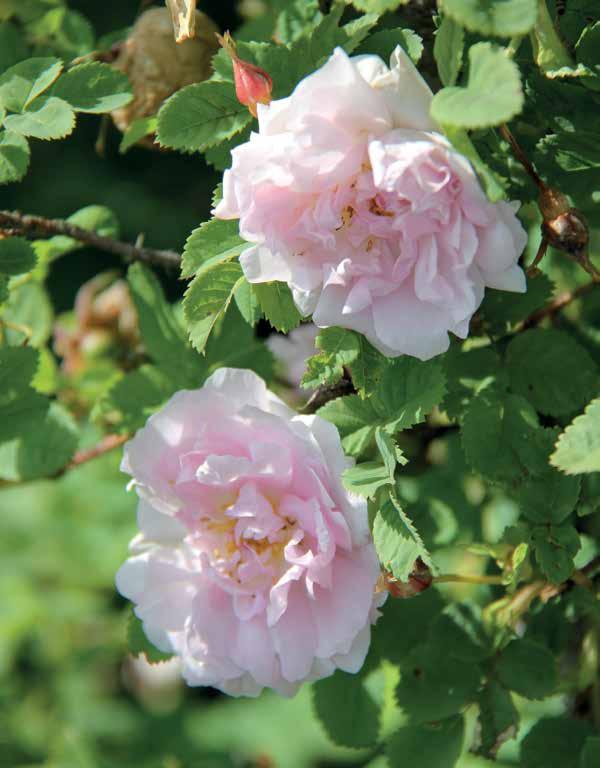 Rosa pimpinellifolia Ruskela vuoden ruusu 2012, Suomi