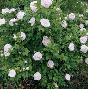 Ordförandens spalt R osig Jultid! Pikkala är såtillvida en fin ros att den blommar senare än andra rosor. I år var dess blomning riklig ännu i början av augusti.