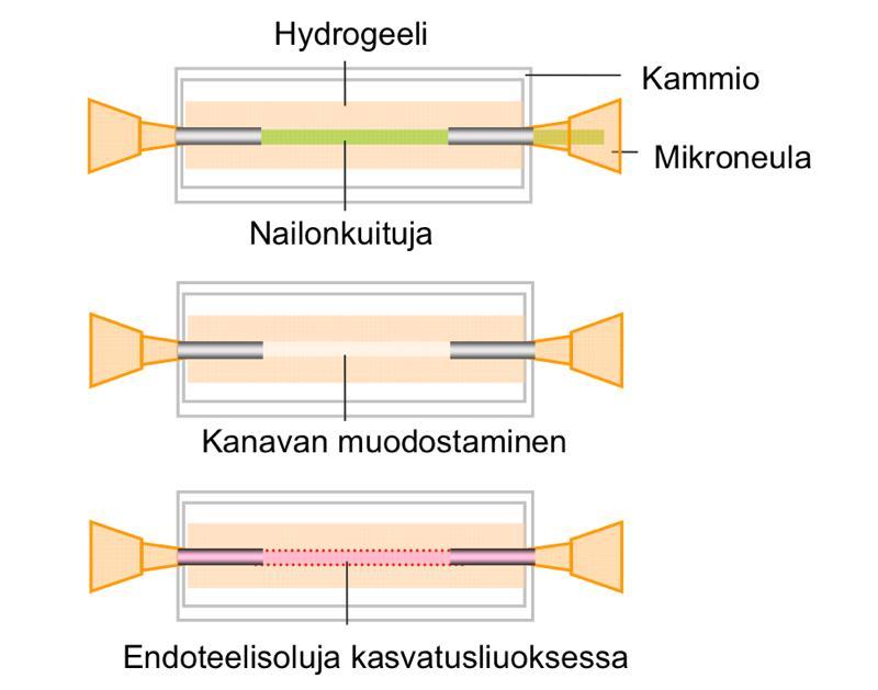 14 5. VASKULARISOITUNEIDEN HYDROGEELIRAKENTEIDEN VALMISTUSMENETELMIÄ Vaskularisoitavien hydrogeelirakenteiden valmistuksessa on hyödynnetty muista mikrosysteemeistä tuttuja menetelmiä, kuten