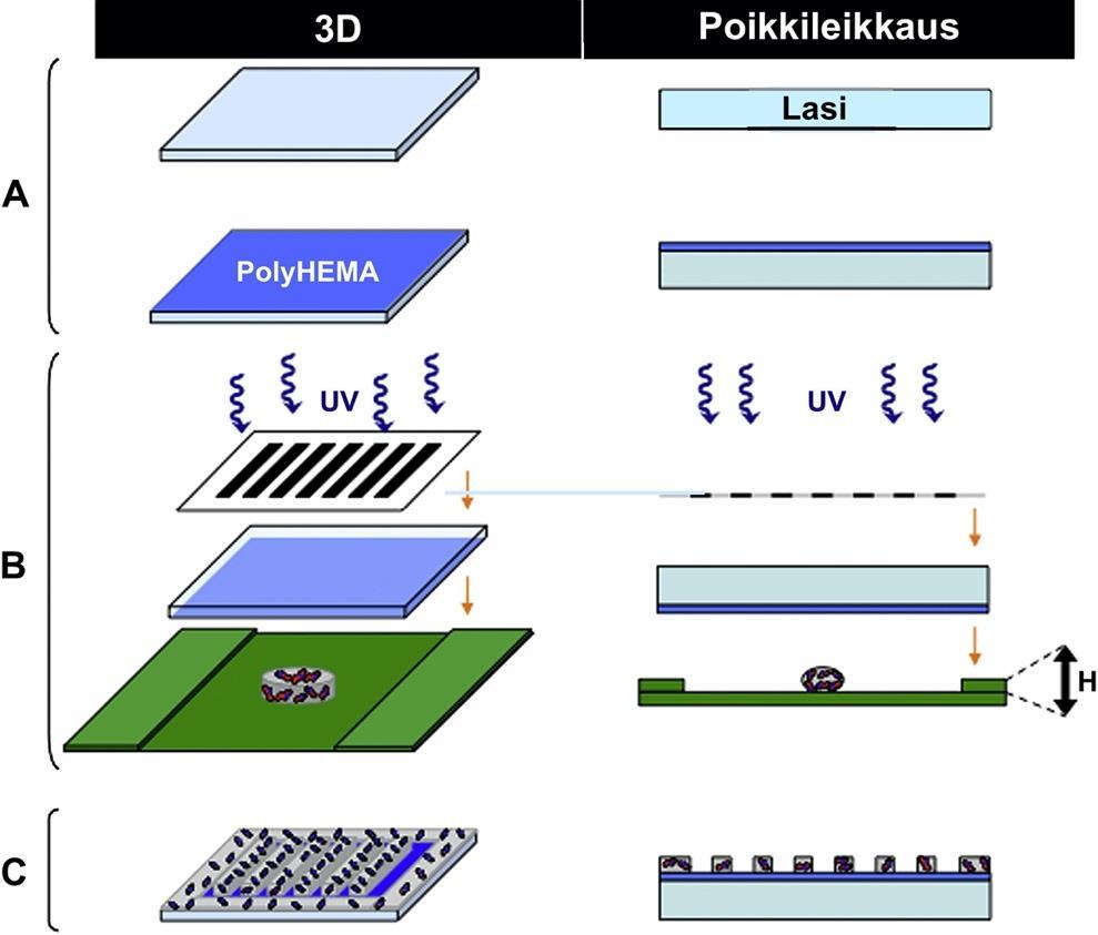 19 Nikkhah et al. tekemässä tutkimuksessa tarkasteltiin fotolitografialla valmistettujen mikrorakenteiden geometrian vaikutusta endoteelisolujen käyttäytymiseen.