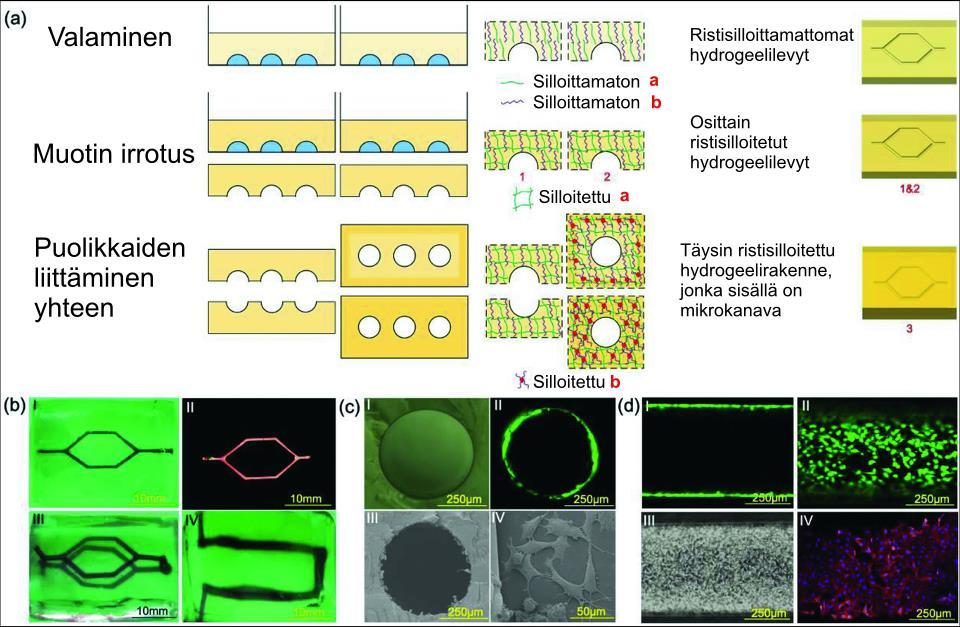 26 Kuva 11. a) Gelatiini-GelMA-komposiittihydrogeelin valmistuksen vaiheet. Hydrogeelirakenne valetaan kahdesta erillisestä palasta, jotka yhdistetään, jolloin muodostuu perfusoitava kanavarakenne.