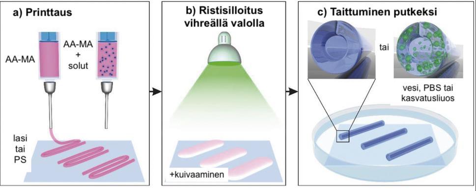 33 Kuva 15. a) Metakryloidun alginaatin (AA-MA) printtaaminen lasille tai polystyreenilevylle. Soluja sisältävä hydrogeeli printattiin samalla tavalla.