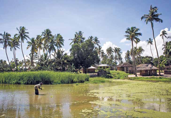 20 21 Pohjois-Mosambikissa Cabo Delgadon maakunnan rannikolta on löydetty mittava maakaasuesiintymä. Kuvassa nainen riisiviljelyksillä Palman kaupungin liepeillä Cabo Delgadossa.