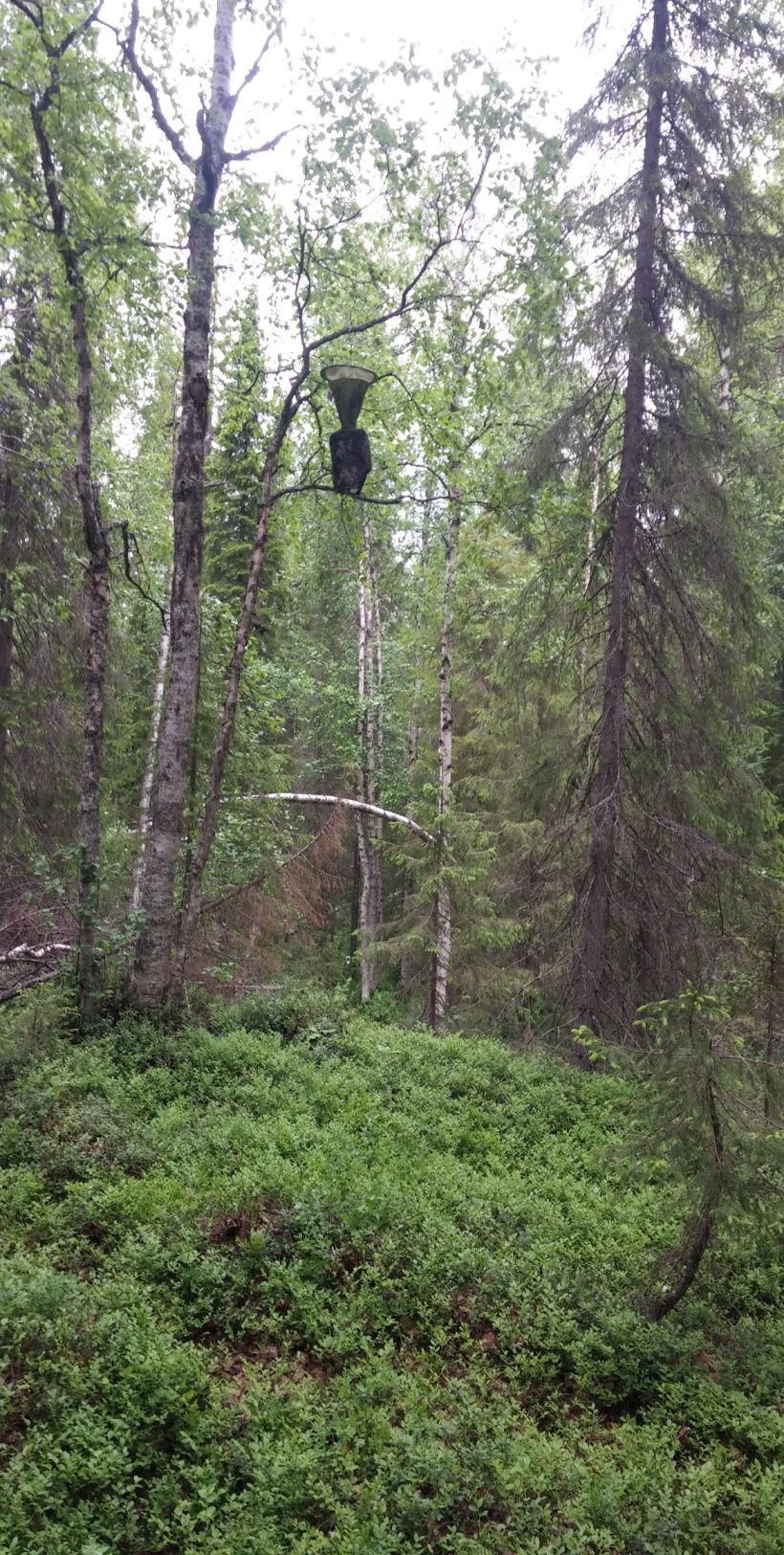 Kuva 3. Syöttirysä Ruosteojan edustavassa boreaalisessa havumetsässä Passiivisilla syöttipyydyksillä havainnoitiin lähinnä selvitysalueen yökköslajistoa metsä- ja suokuvioilla.