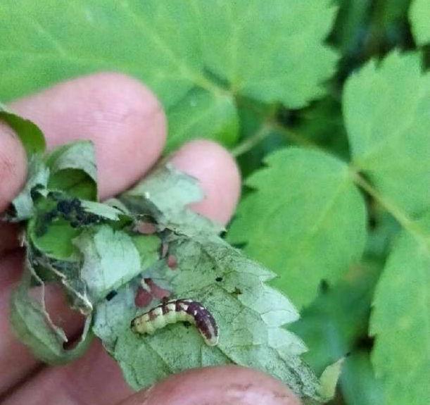 Kuva 5. Pohjanliuskamittarin (Acasis appensata) toukka konnanmarjan lehtien väliin kutomassaan seittipesässä.