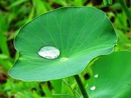 31 PICTURE 3. Lotus leaf (Max Pixel) A visual example for hydrophobicity is illustrated in picture 4 where a droplet is resting on a polymeric coating, having water contact angle of 131.