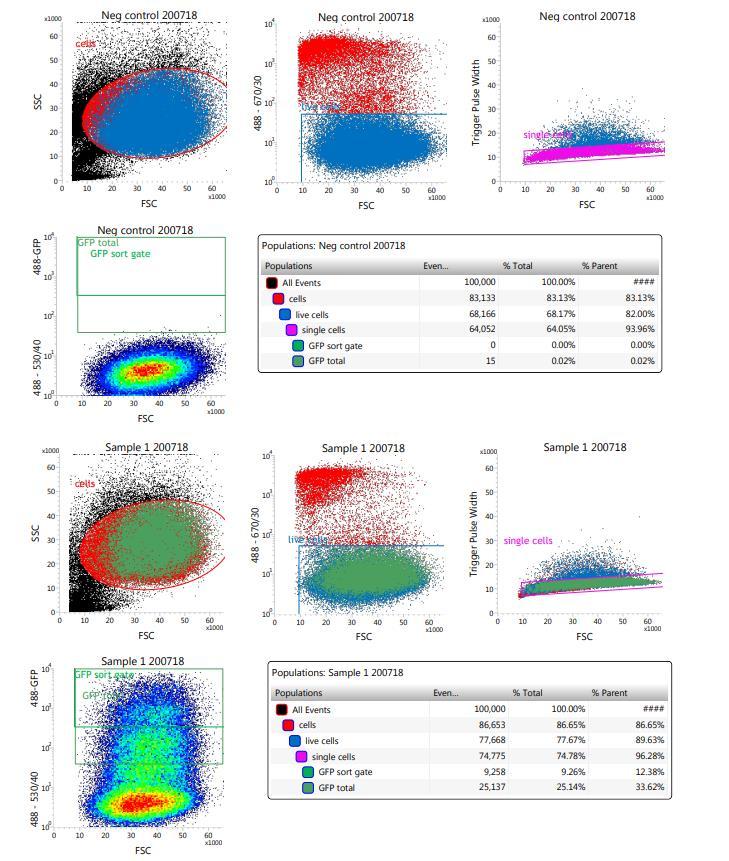 17 Kuva (4). FACS analyysi Yllä toisesta Elektroporaatio-FACS kerralta saatua dataa FACS palvelusta. Sen mukaan siis elävistä soluista (78 %) noin joka kolmas solu (25%) oli GFP positiivinen.