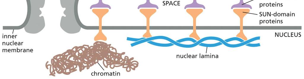 MICROTUBULES Microtubules Are Hollow Tubes with Structurally Distinct Ends The Centrosome Is the Major Microtubule-organizing Center in Animal Cells Microtubules