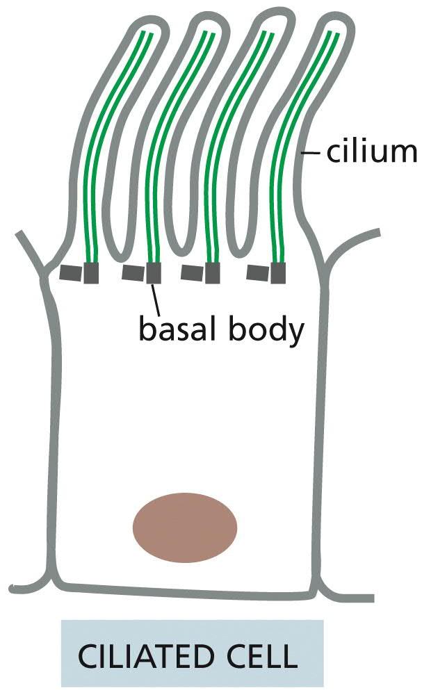 Cilium = värekarva MICROTUBULES Microtubules