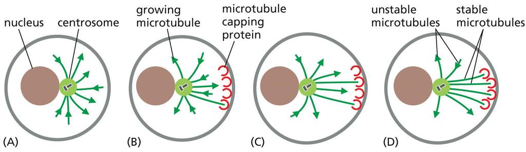 MICROTUBULES Dynamic