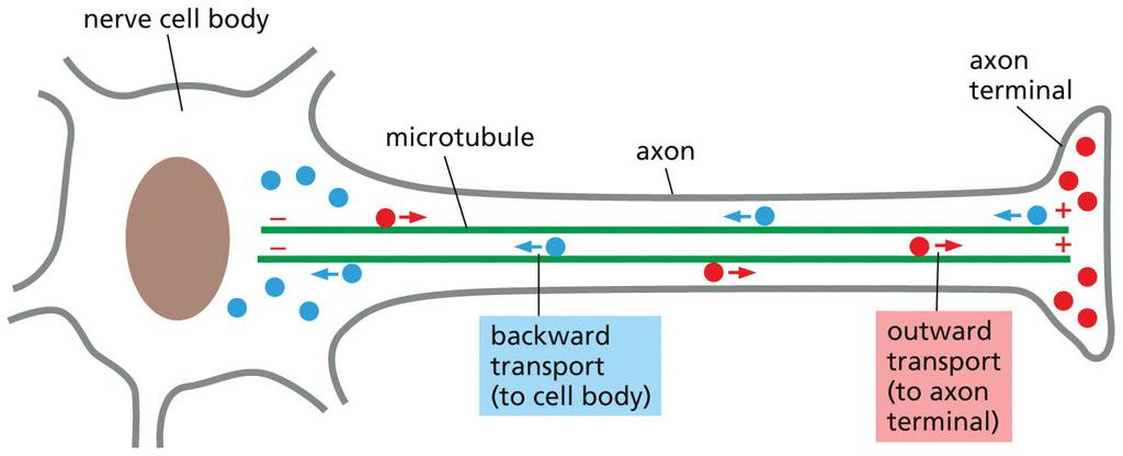 MICROTUBULES Microtubules