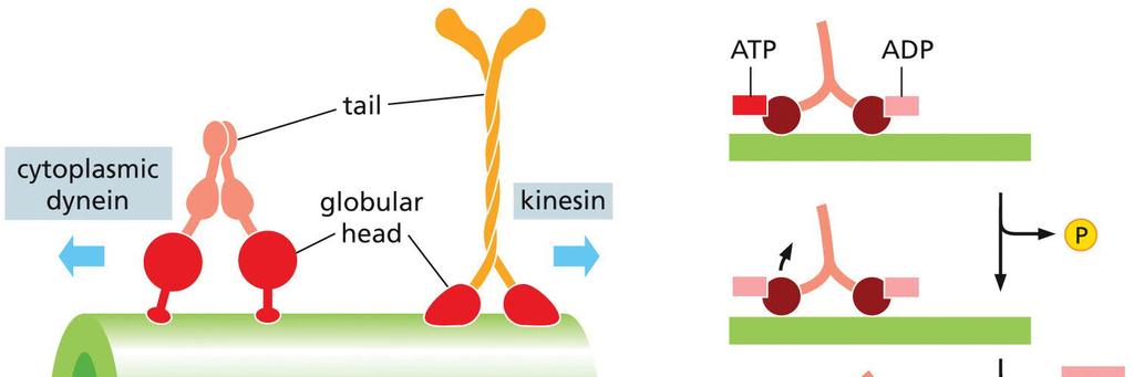 Kinesiini ja dyneiini,