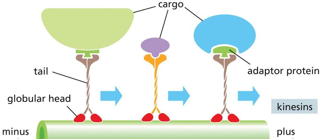 MICROTUBULES