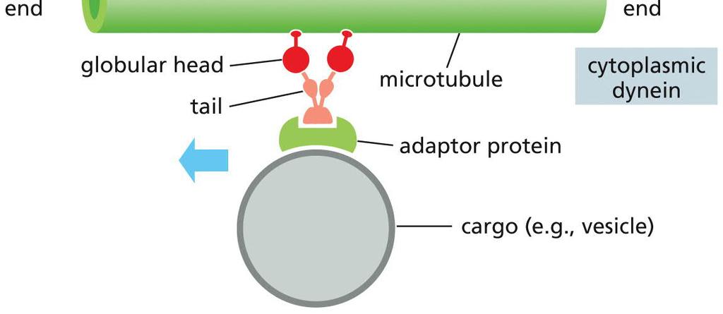 Motor Proteins