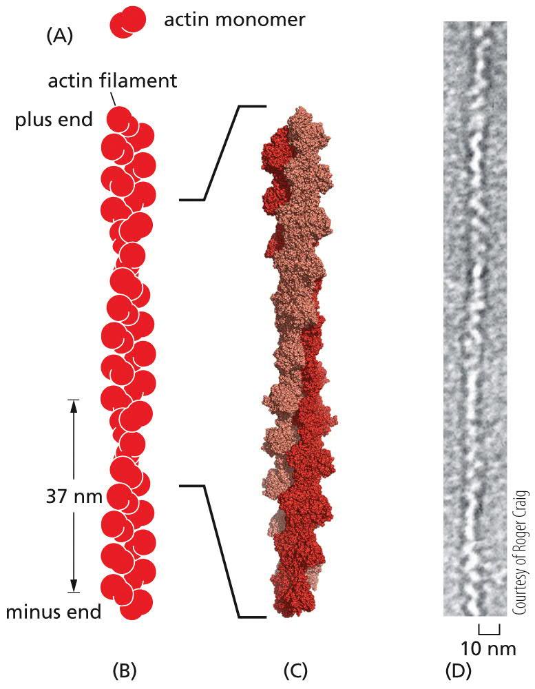 ACTIN FILAMENTS Actin