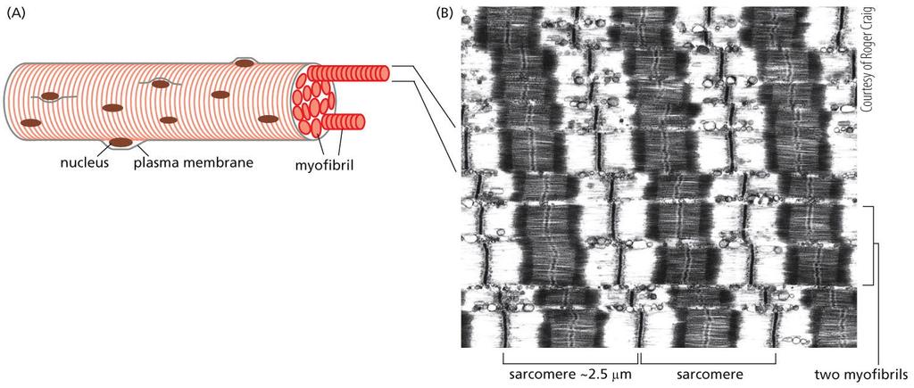 MUSCLE CONTRACTION Actin Filaments Slide