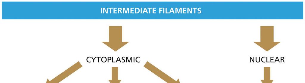 INTERMEDIATE FILAMENTS