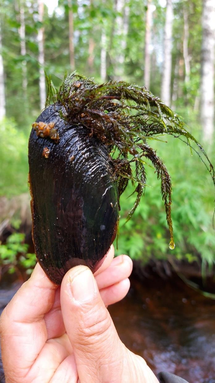 Niin ne kokemukset! Rahoitus. Tähän saakka noin 2 M, josta yli puolet työllisyysvaroja, sitten hankerahoja (MMM ja YM), Metsähallituksen eri tulosalueiden rahaa, kuntien rahaa ja hiukan talkoita.