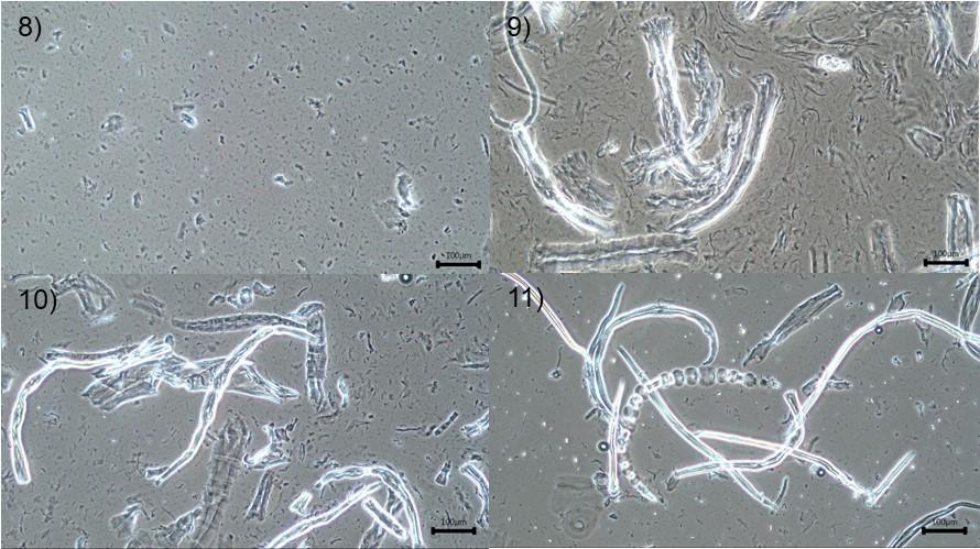 42 Figure 7. Microscopic images of dopes.