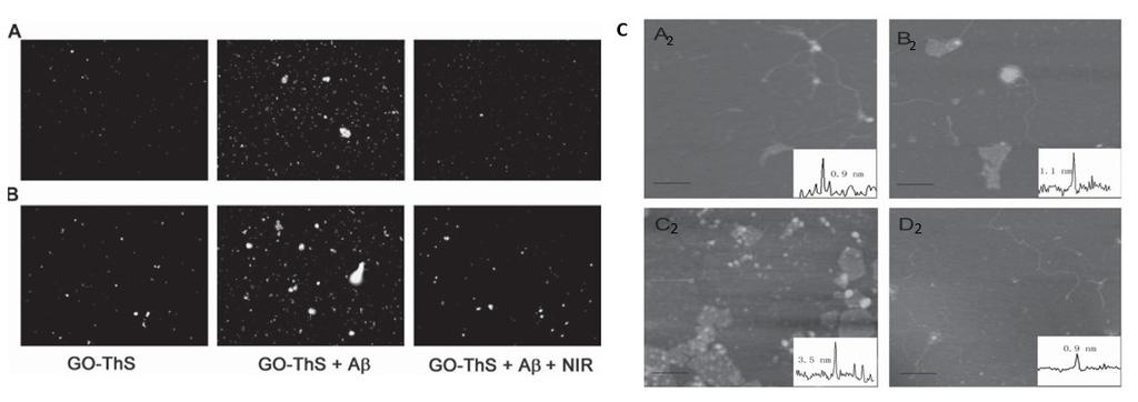 15 Fluoresenssimikroskopian avulla havaitaan, että Aβ-fibrillien sitoutuessa GO-ThS:ään sen emittoima keltainen fluoresenssi kasvaa, mutta kun niihin kohdistetaan NIR-säteilyä, ThS-fluoresoivien