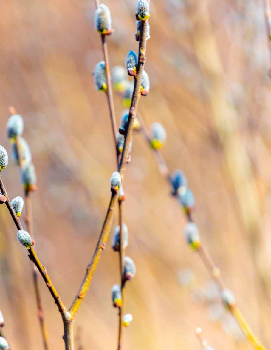 Huhtikuussa ympärillä oleva luonto heräilee jälleen talven jälkeen. Päivät pitenevät entisestään, ensimmäiset kukat tulevat esiin ja linnut aloittavat iloisen viserryksensä.