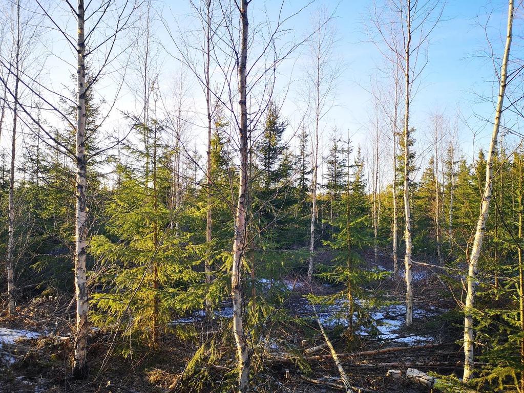 17 tämän takia kumoon ja jättämään niin sanottuja hyviä koivuja pystyyn, tällöin saadaan edes joskus jotain laadukasta puuta tienvarteen.