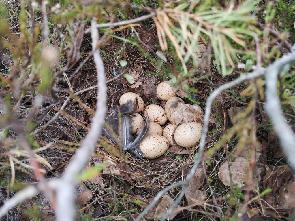 20 Ajoissa tehty taimikonhoito ja sen jälkeinen pohdinta Tutkittavan kuvion pinta-ala 3,2ha ja istutettu männylle, taimikonhoito oli mielestäni hyvin ajoissa tehty, kun pituus oli 2-5 metriä ja