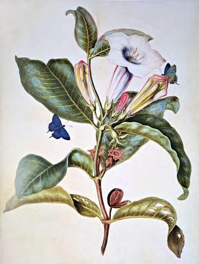 5 Kuva 2. Maria Sibylla Merian, Datura wrightii, 1600-1700 -luvuilta, vesivärimaalaus (Savikko 2012, 165) Perinteiset kukkamaalaukset tulivat muotiin 1800-luvun romantiikan aikakaudella.