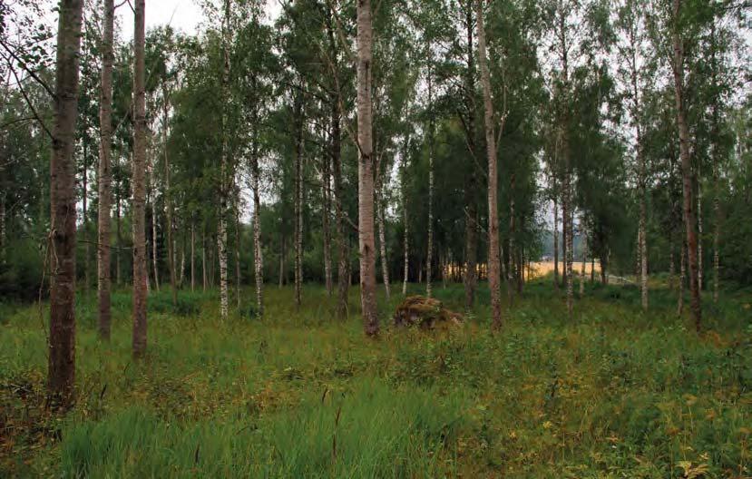 Hyvin rehevälle maapohjalle istutettu viljelmä on poikkeuksellisen elinvoimaisen näköinen.