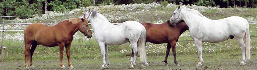 Tavoitteena terve ja hyvinvoiva hevonen 15 Ryhmässä pidettävät hevoset Silloin, kun hevosia pidetään ryhmässä, jokaista alkavaa 10 hevosen ryhmää kohden on oltava käytettävissä sairaskarsina tai muu