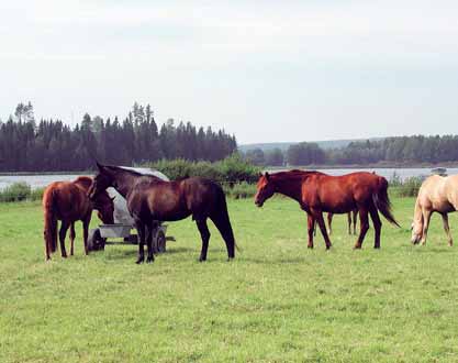 Tavoitteena terve ja hyvinvoiva hevonen 9 ajan ja kirjanpitoa kuolleiden eläinten lukumääristä vähintään kolmen vuoden ajan sen vuoden päättymisestä lukien, jolloin kirjanpitoon viimeksi kirjattiin
