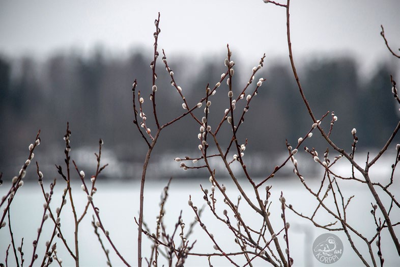 Tulevia Tuomasmessuja Marianpäivän Tuomasmessu 22.3.2015 klo 18.