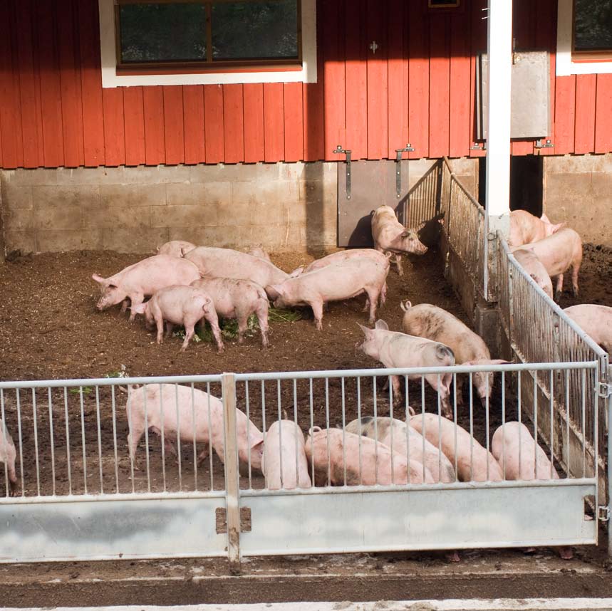 Sian hoito Hyvinvoinnista huolehtiminen Hoidossa olevaa sikaa ei saa jättää hoidotta tai hylätä. Eläimen on saatava riittävästi sille sopivaa ravintoa, juotavaa ja muuta sen tarvitsemaa hoitoa.