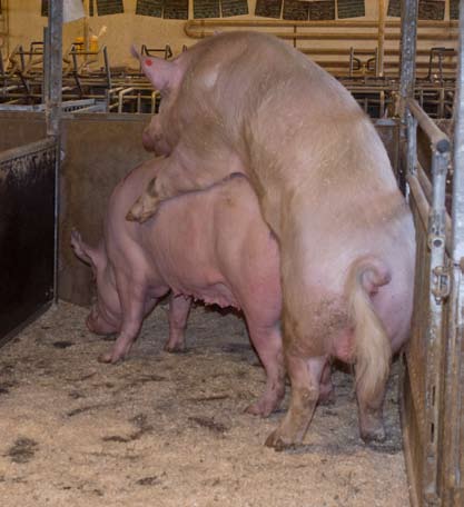 Tavoitteena terve ja hyvinvoiva sika 19 Sairaskarsina Sikalassa on vähintään kaksi sairaskarsinaa sataa sikaa kohti.