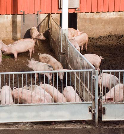 Tavoitteena terve ja hyvinvoiva sika Laitteet ja välineet Jos sian hoitoon, käsittelyyn, kiinniottamiseen, kuljettamiseen, tainnuttamiseen tai lopettamiseen tarkoitettujen välineiden, laitteiden ja
