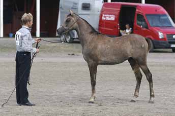 Majodian Almaz Nabya Ibn Gharib DE,  Pisteet: 87,00 Kuva: Milla Lahti Bronze Champion nuori