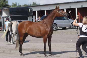 (Polyfino 120 Nocturne ox Nimbusz SE ox).