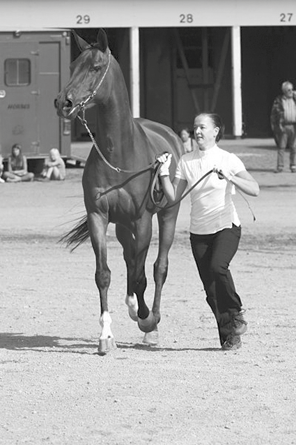 Gold Champion nuori tamma / filly» VERAN PSERENGETI FI Silver Champion nuori tamma / filly» TAYR EL NAR FI Bronze Champion nuori tamma / filly» SHAYERA FI Gold Champion risteytys / part bred»