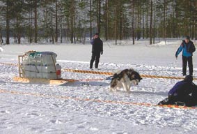 Ikään vaikuttaa tietysti hyvin paljon koiran tausta, hoito ja miten paljon se työskentelee elämänsä aikana.