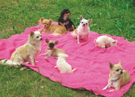 Kääpiökoirat Erilaisia pienikokoisia koirarotuja on tunnettu hyvin kauan eri puolilla maailmaa.