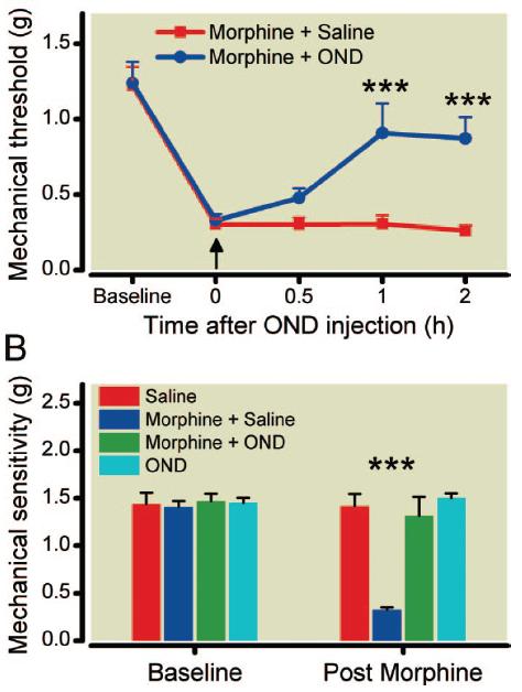 vahvistuminen mrna