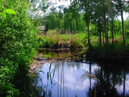 muodostunut nykyisen kaltaiseksi, kun aluetta on kuivattu (Haapanen ym. 1996, 4). Suon jäljiltä allasalueen maaperä on eloperäistä saraturvetta.